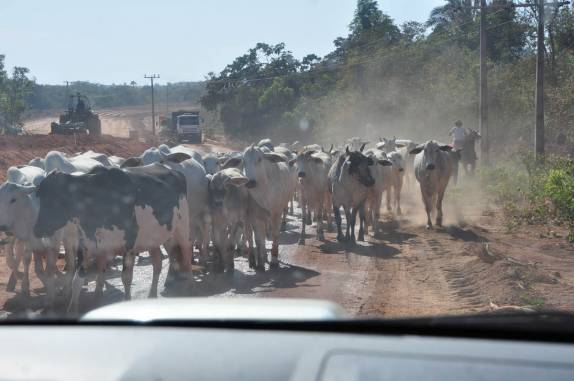 Há poucos dias eram lhamas, agora são bois com quem cruzamos nas estradas. No caminho entre Nobres e Bom Jardim, no Mato Grosso